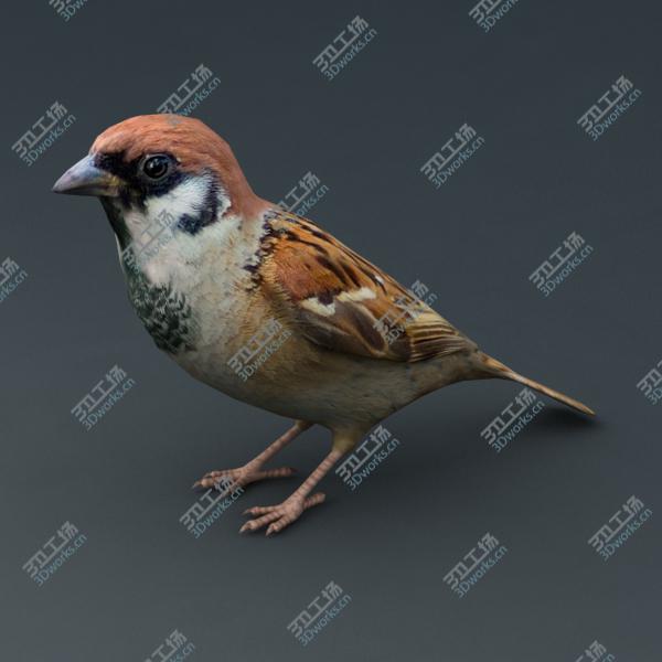 images/goods_img/2021040163/Sparrow Animated/3.jpg